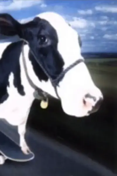 Cow on a Skateboard